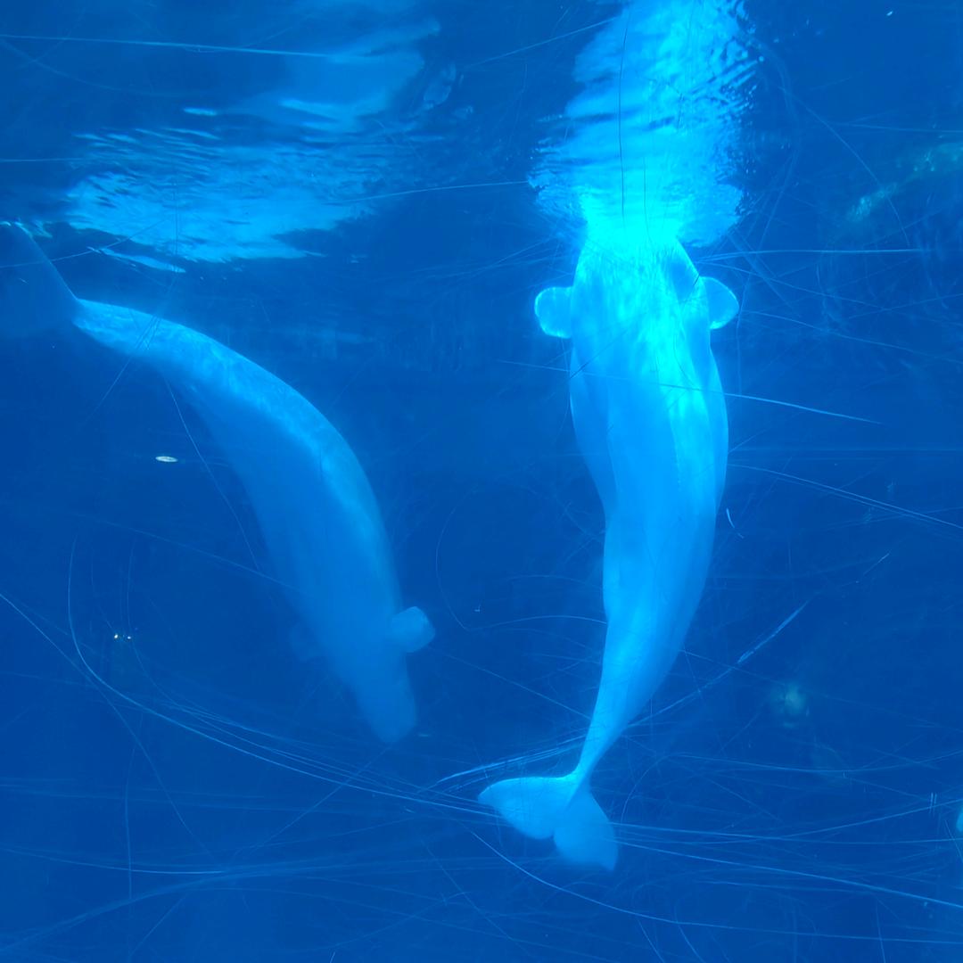 巧克力咖啡☕️