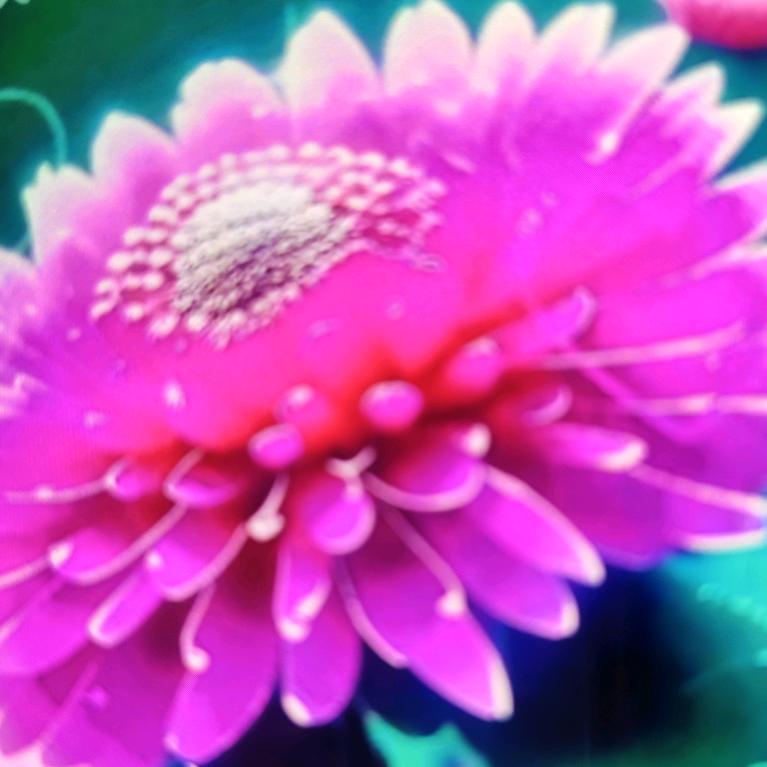 一王情深