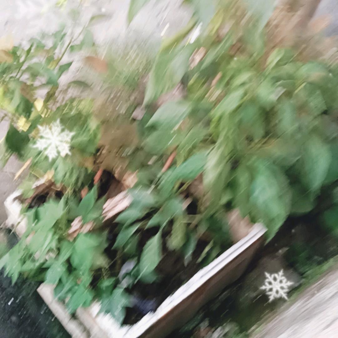 双桥，老姑婆