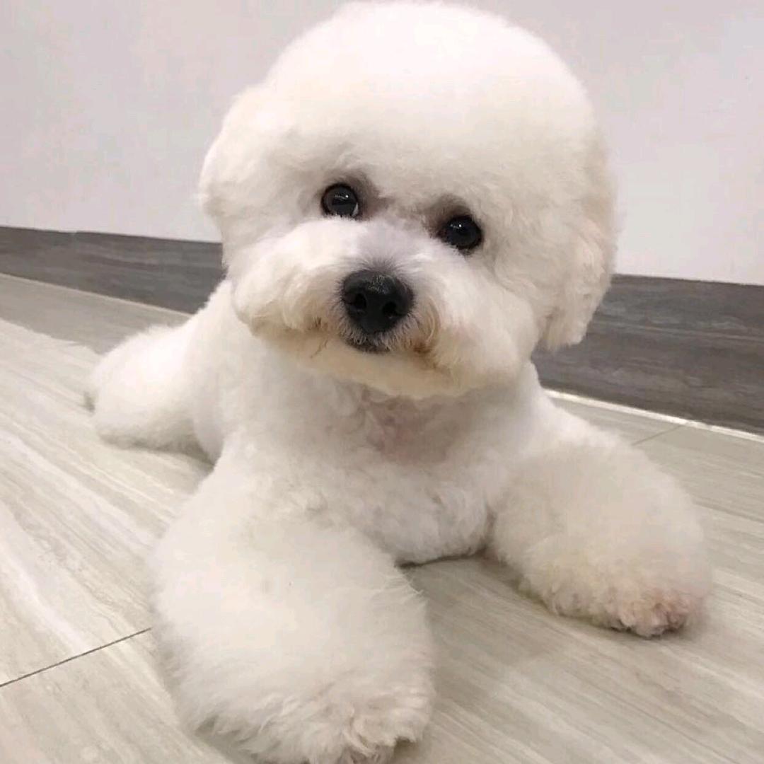 一只小比熊(Toby)