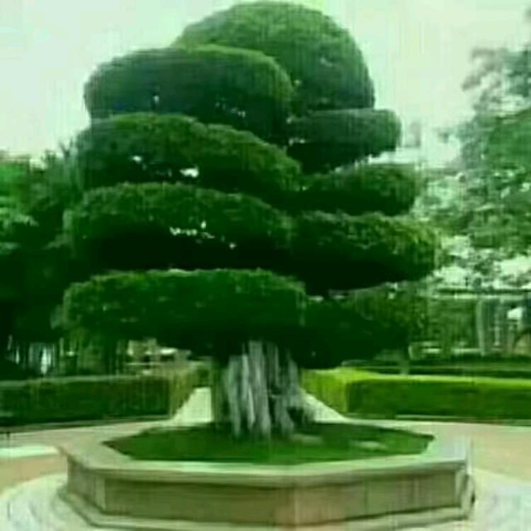 阳阳
