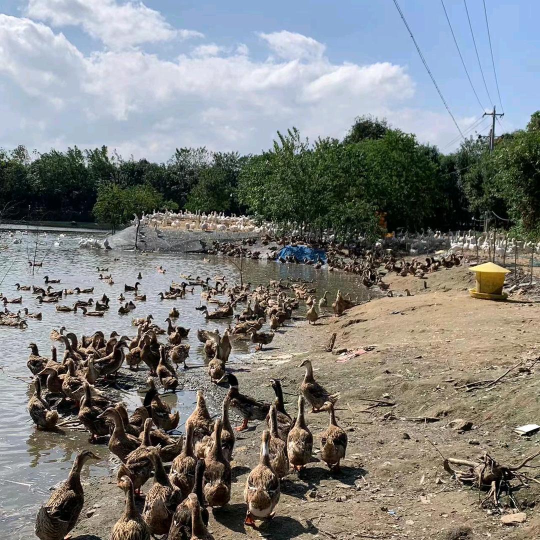 皖西刘姐农产品