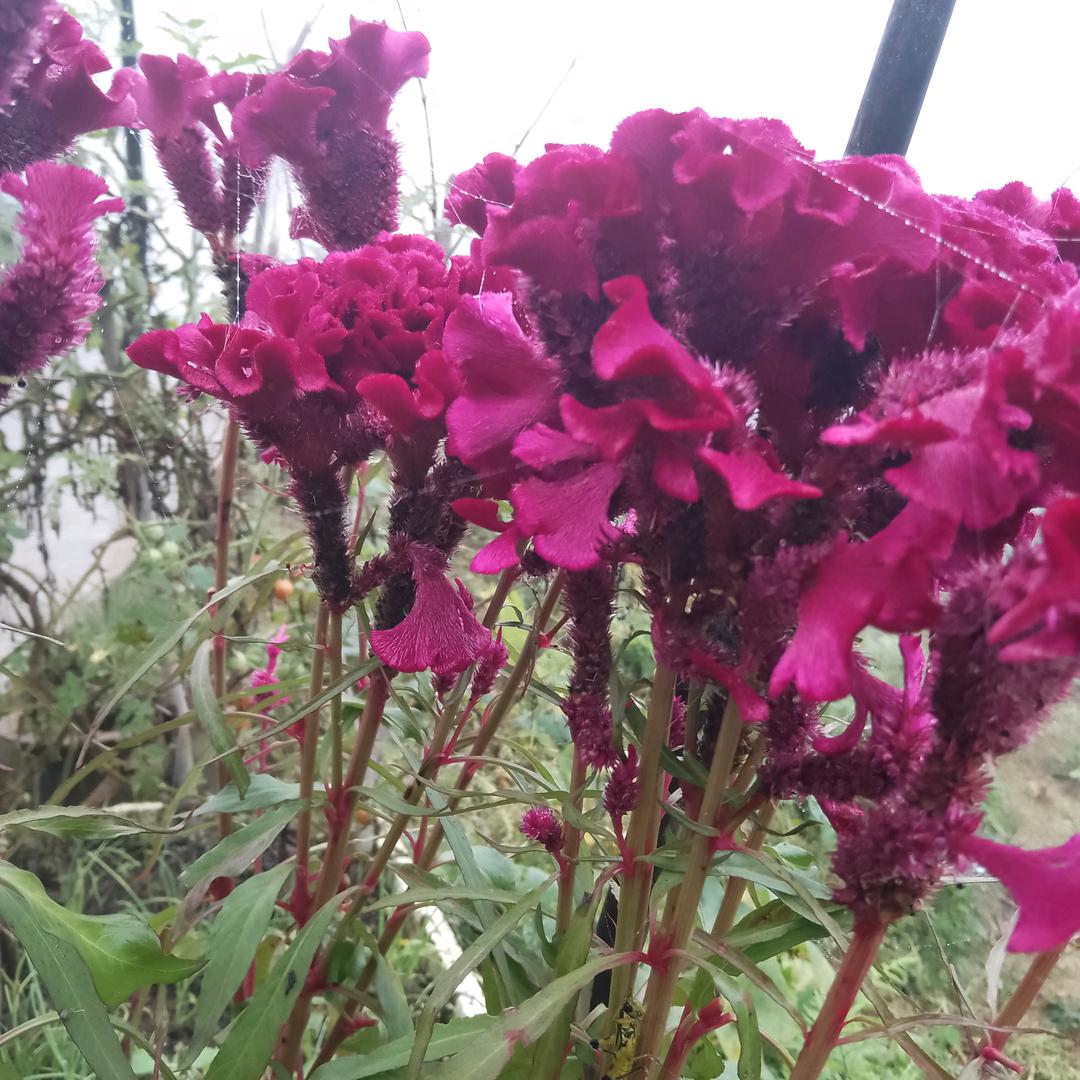芬🍀