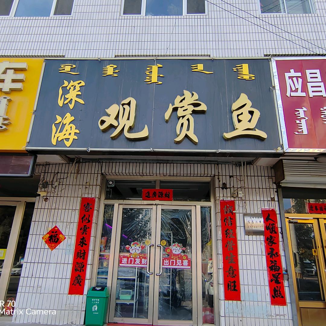 克旗深海观赏鱼店丹丹