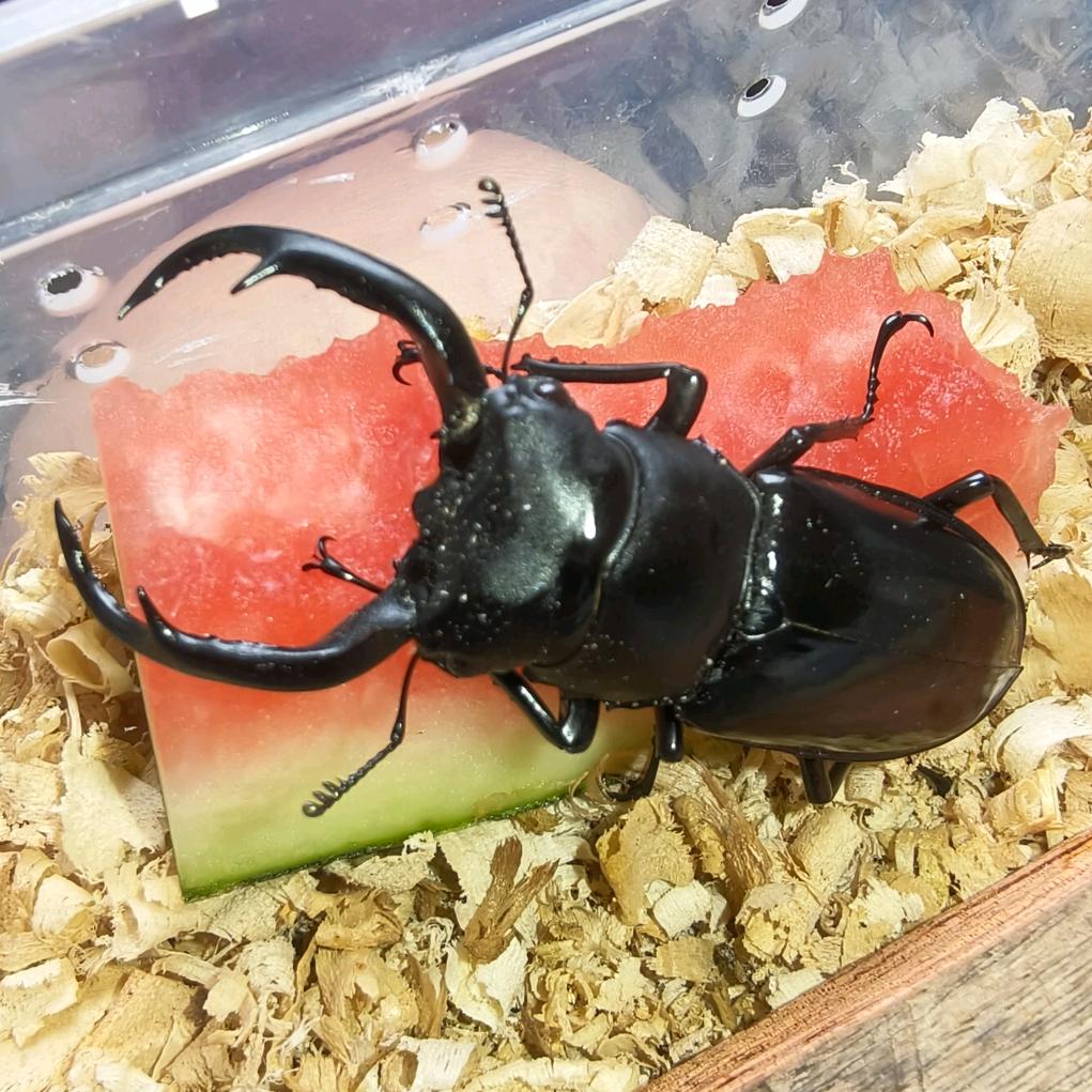 虫百货