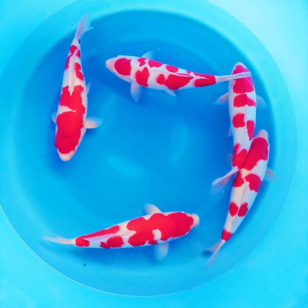 锦顺锦鲤老李选鱼找我