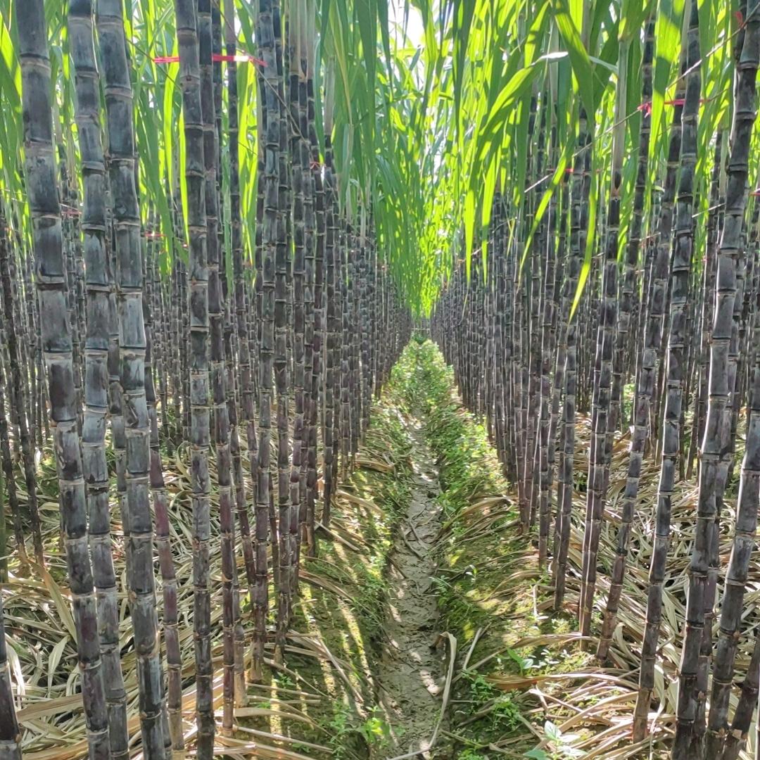 ｛红姐｝黑皮甘蔗种植