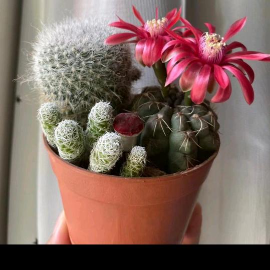 骑着蜗牛观风景