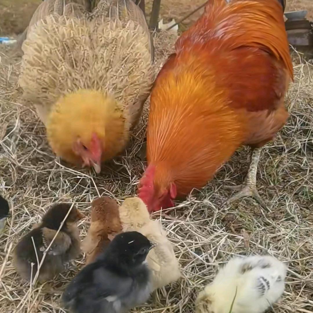 泽琳养鸡