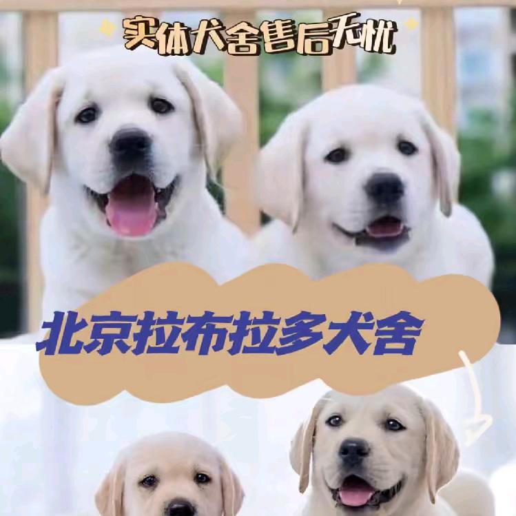 北京二涛拉布拉多犬舍