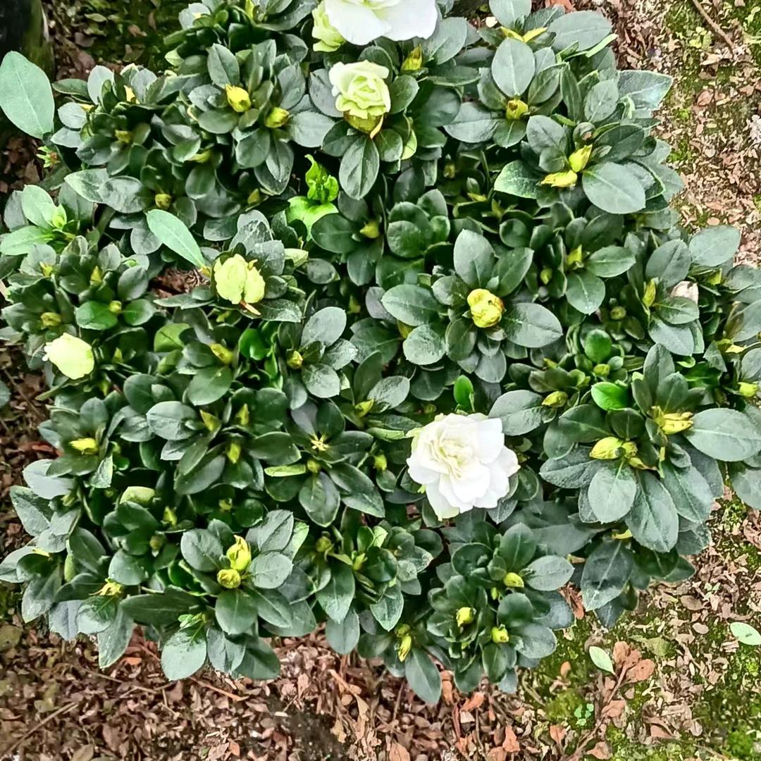 杨贞花场