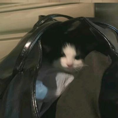 屿