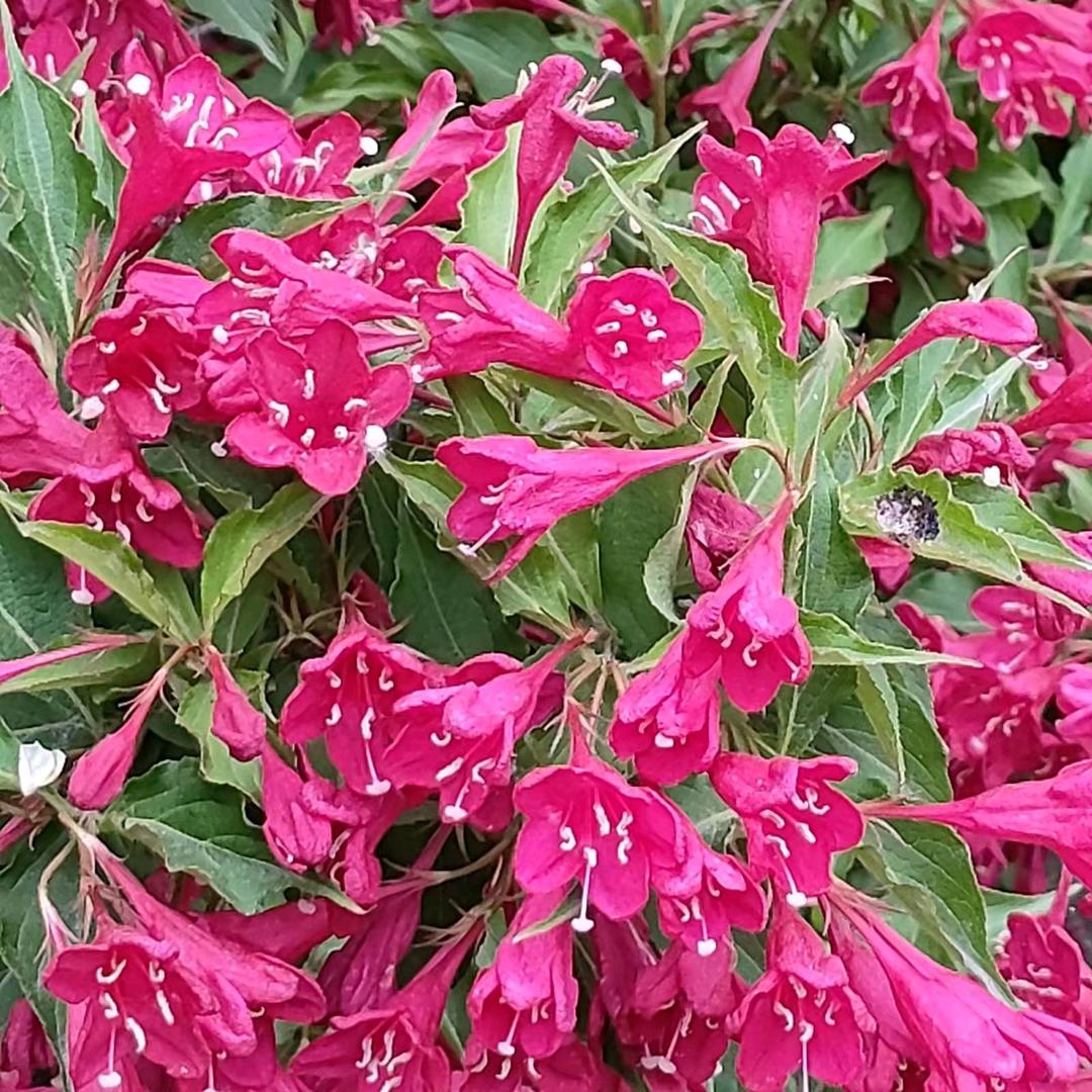 有富