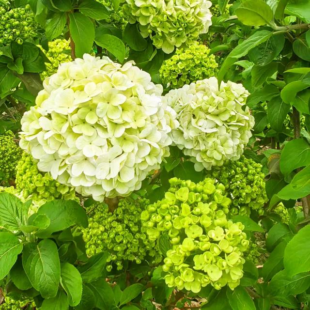 钧友庭院花卉