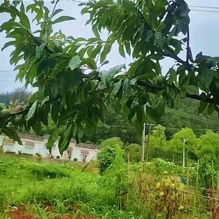 ༺༼🈶༽舍☜☞🈶༼🉐༽༻