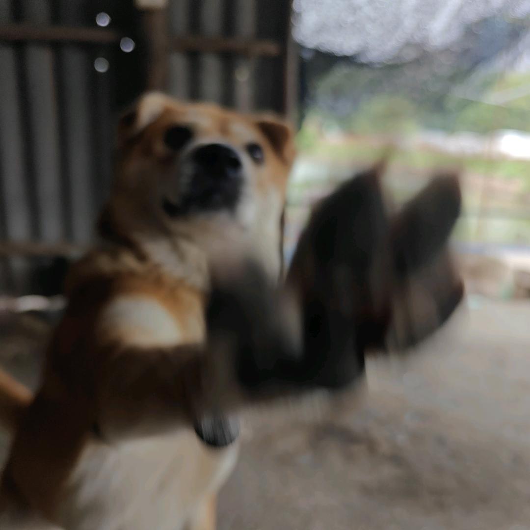 岭南