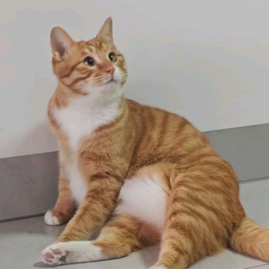咕崽鼻嘎她爹