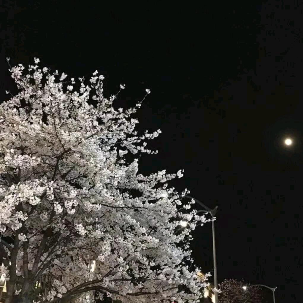ㅤ       晚ㅤ  ㅤㅤ  ㅤ