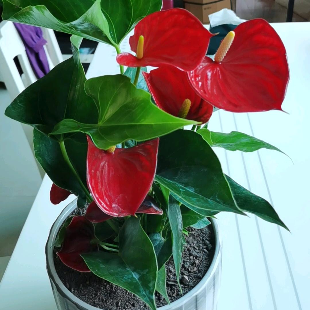 雨后彩虹