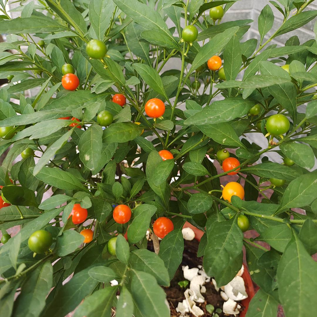 细雨随风飘