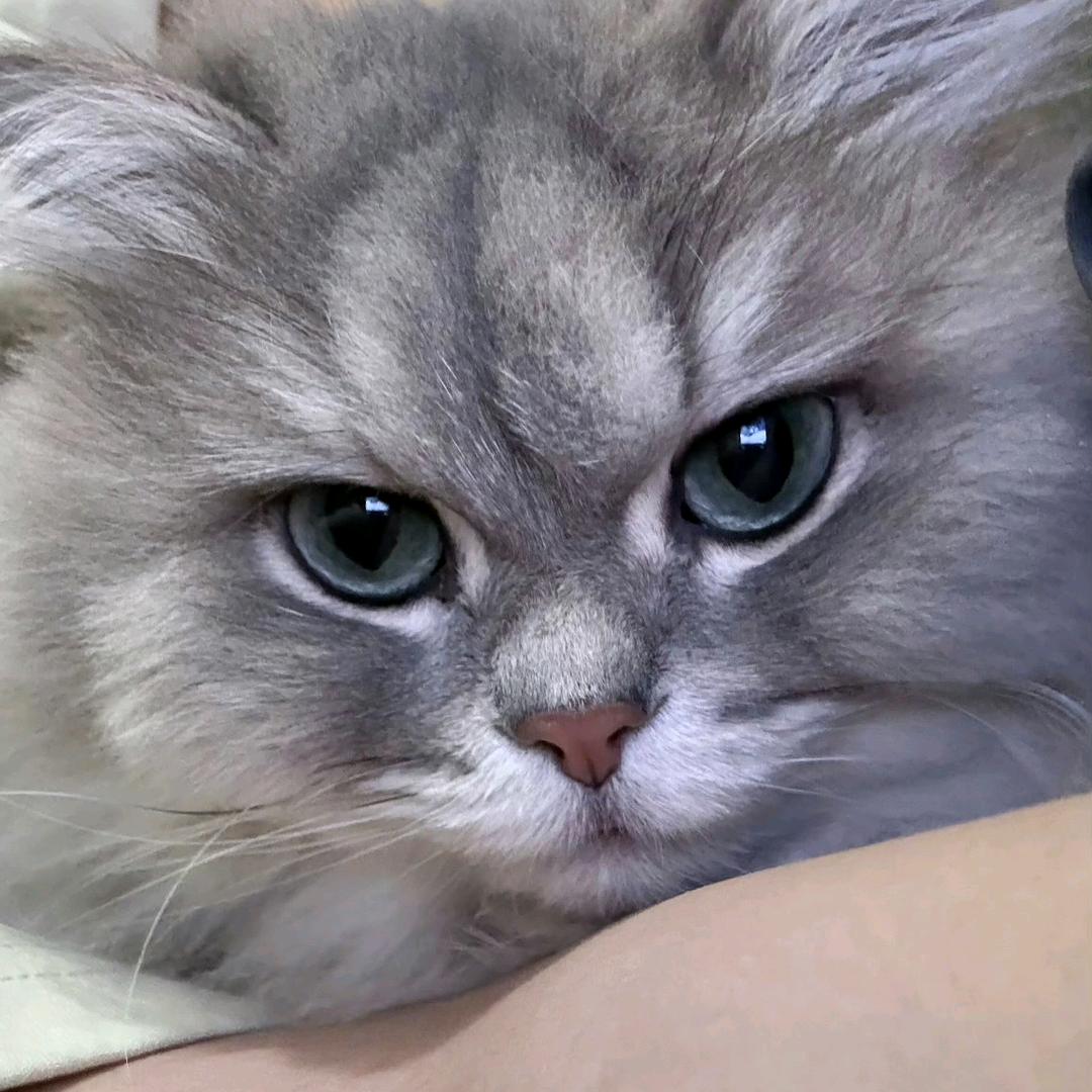 季玖