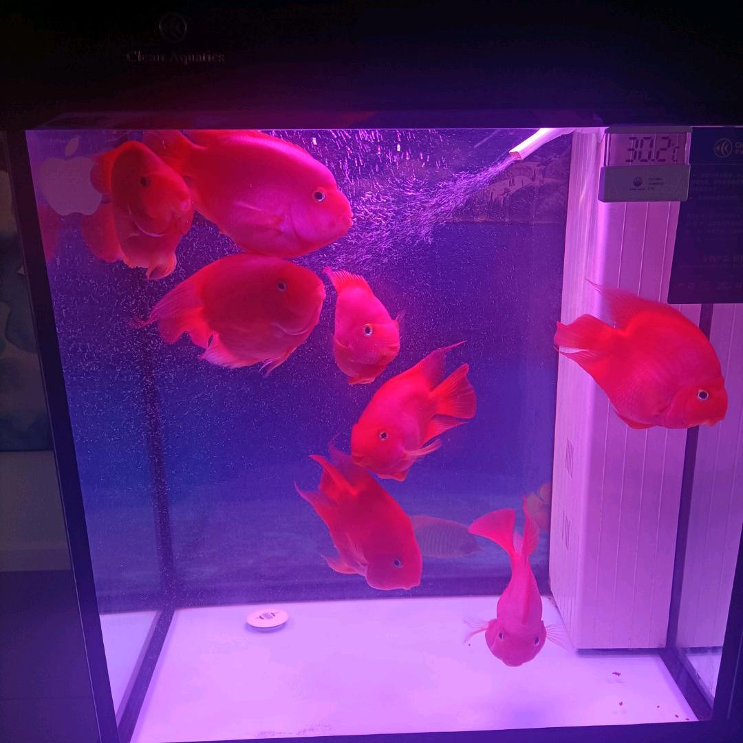 兰色云