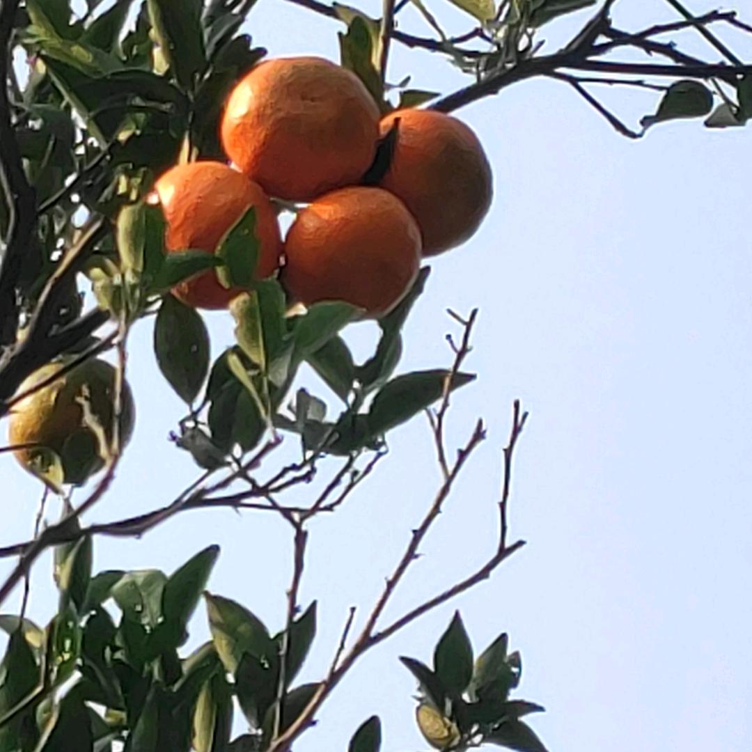 鱼的记忆