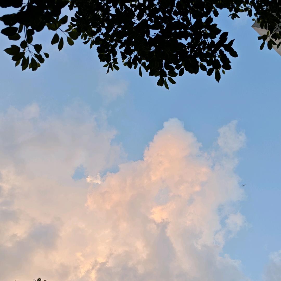 富贵波波鱼