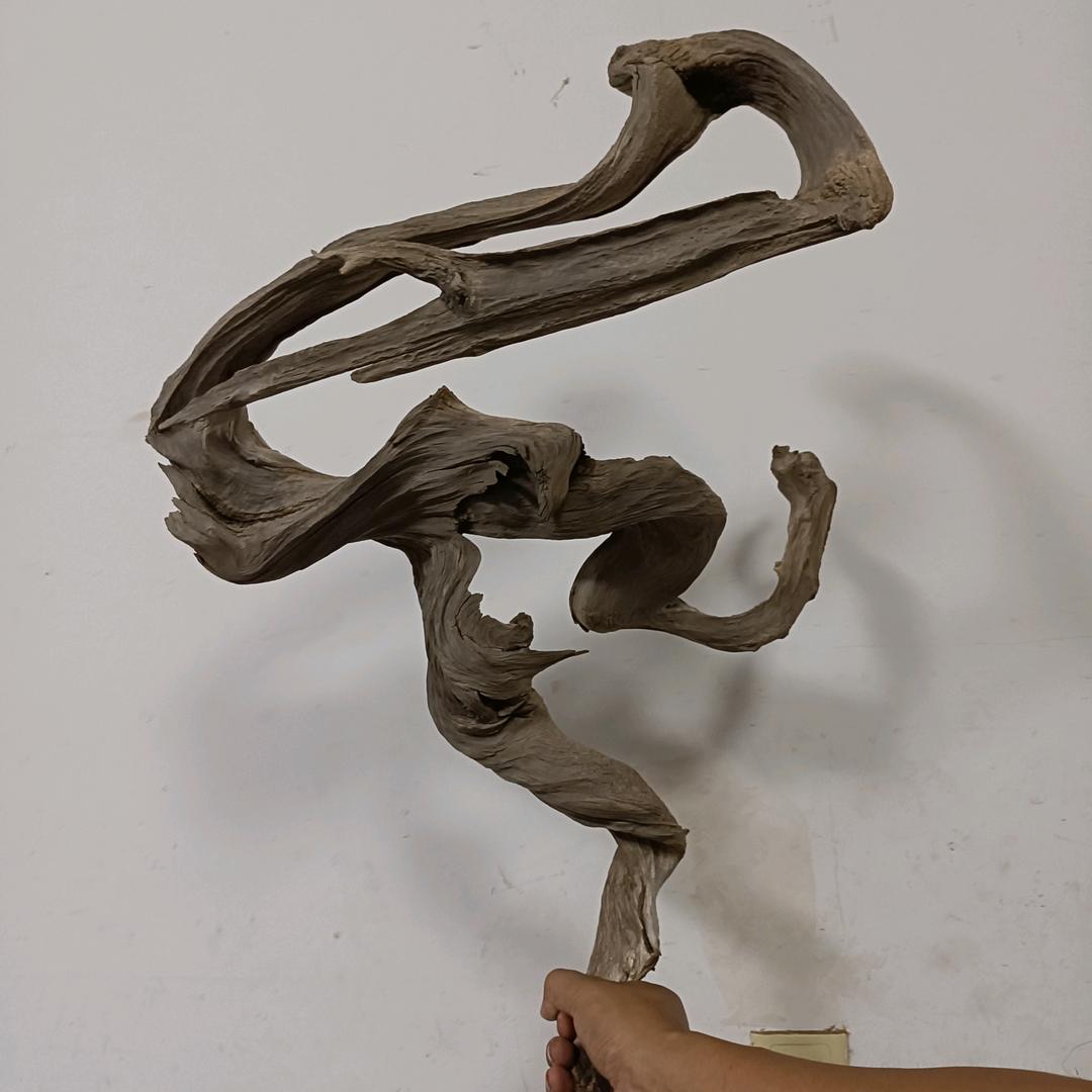 小封崖柏