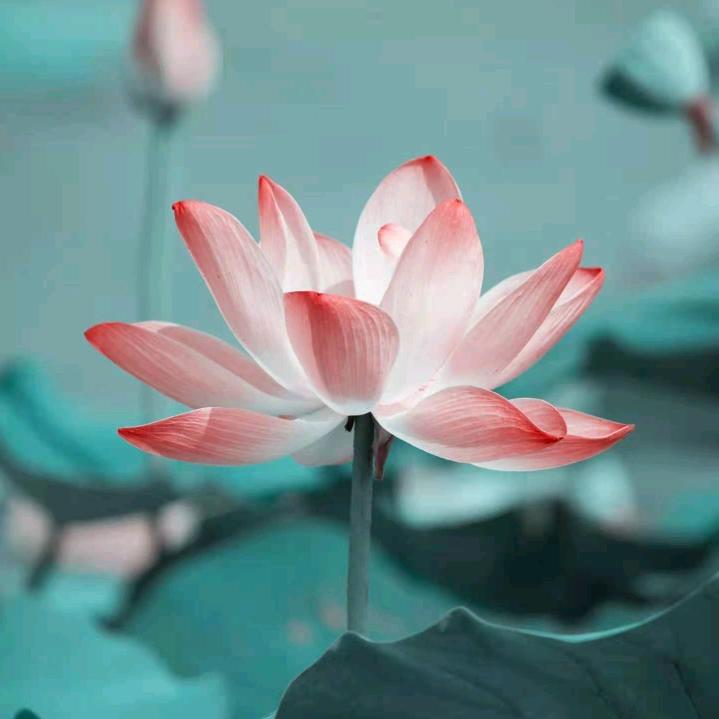 一生平安 （开封）