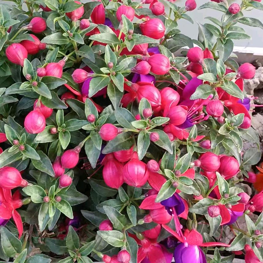 苹果🍎