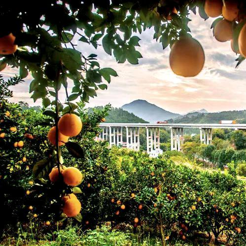 程橙🍊（爱分享）