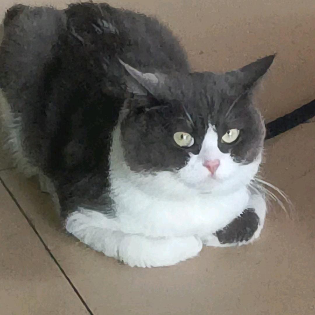 猫咪