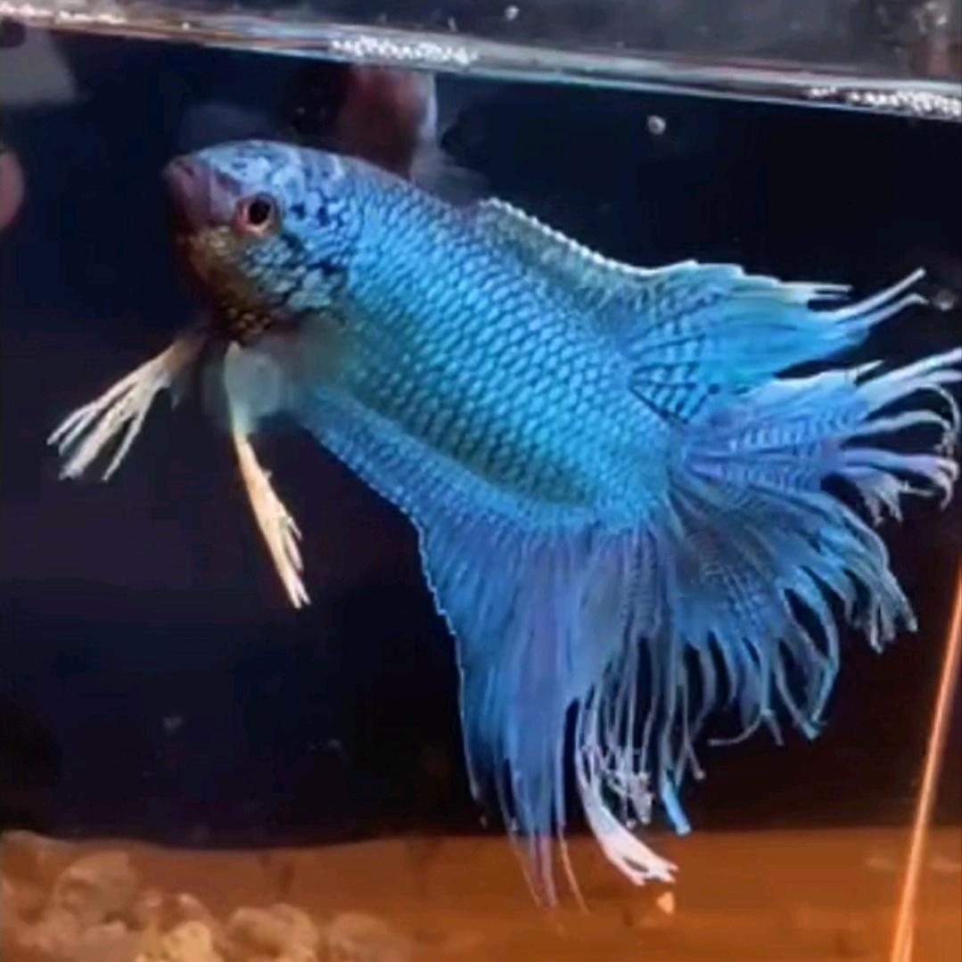 金弟斗鱼