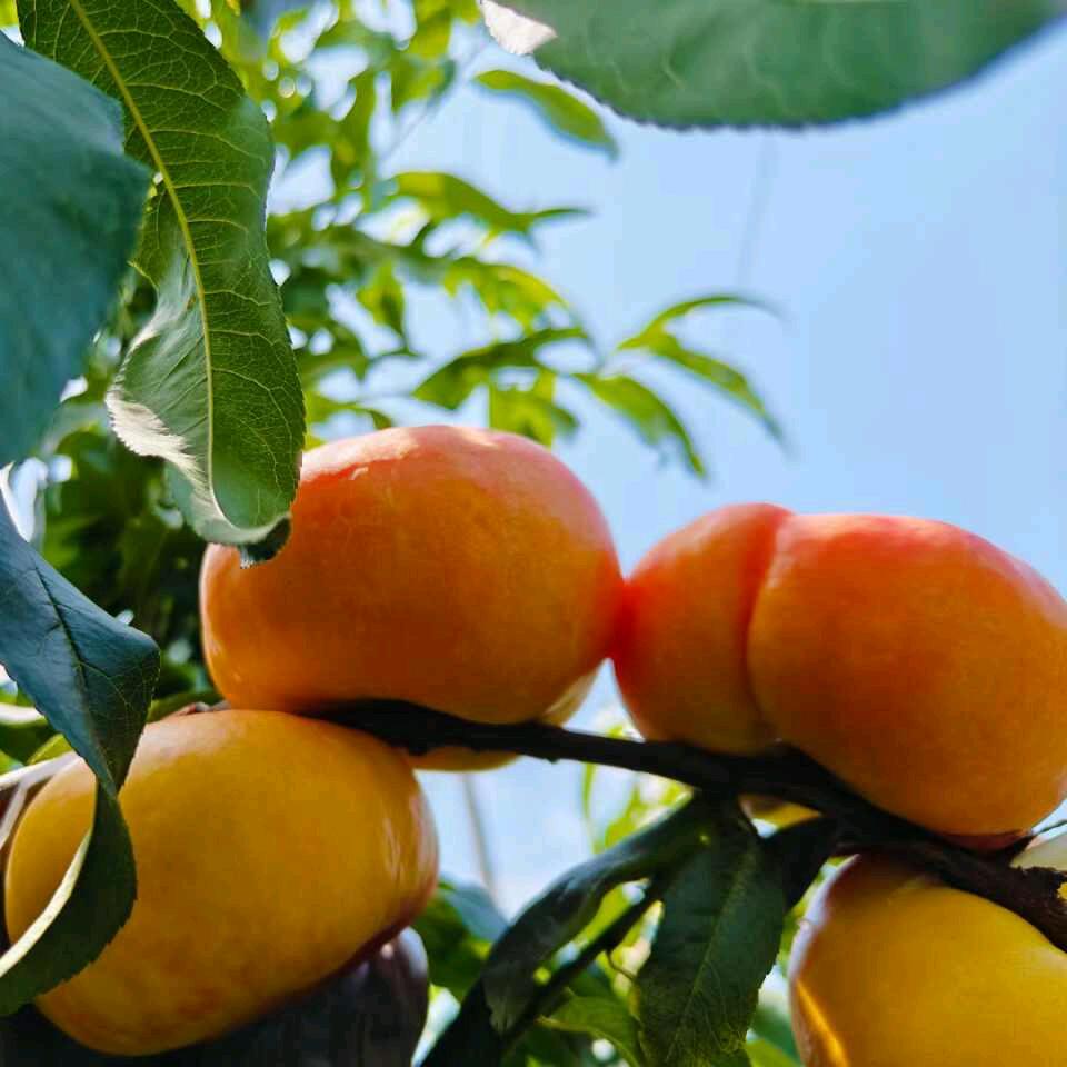 春春家庭农场零售店