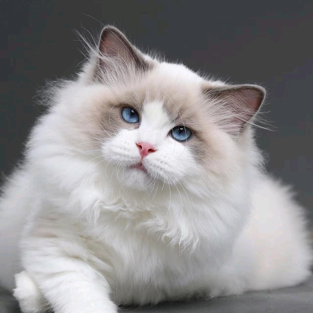 番茄土豆西红柿