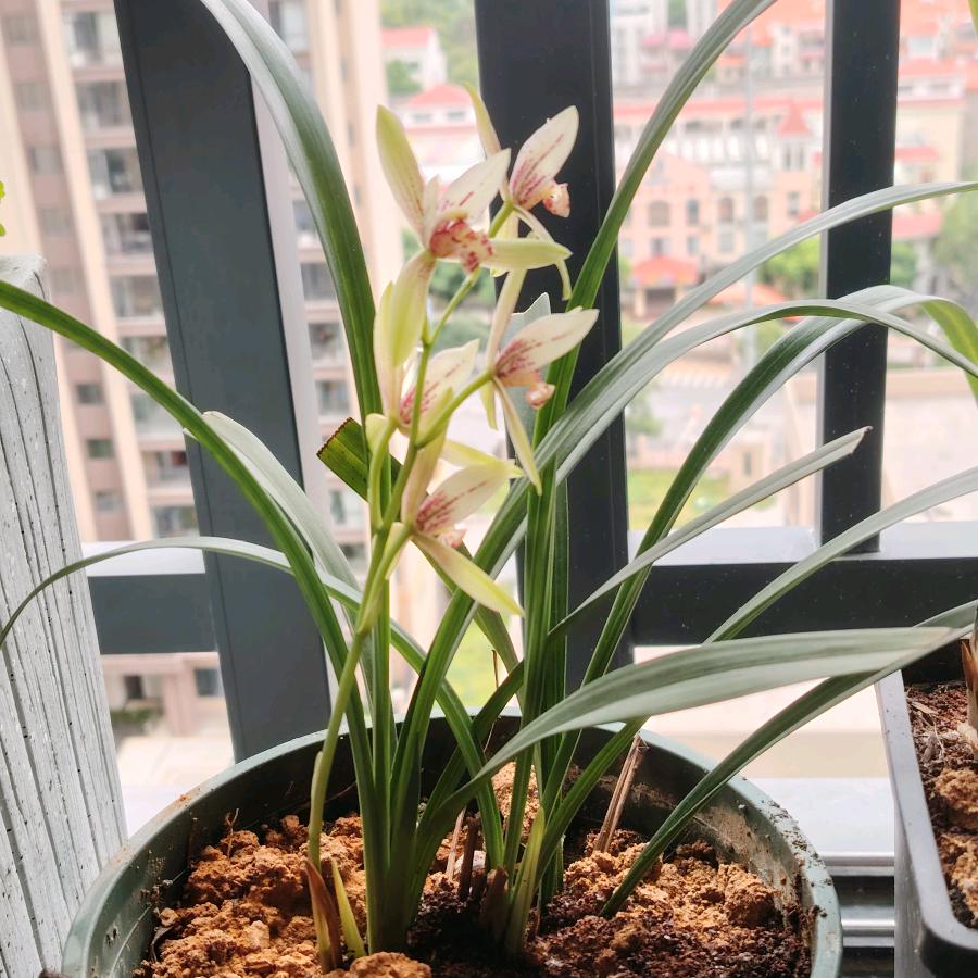 🌻忘忧草🍀