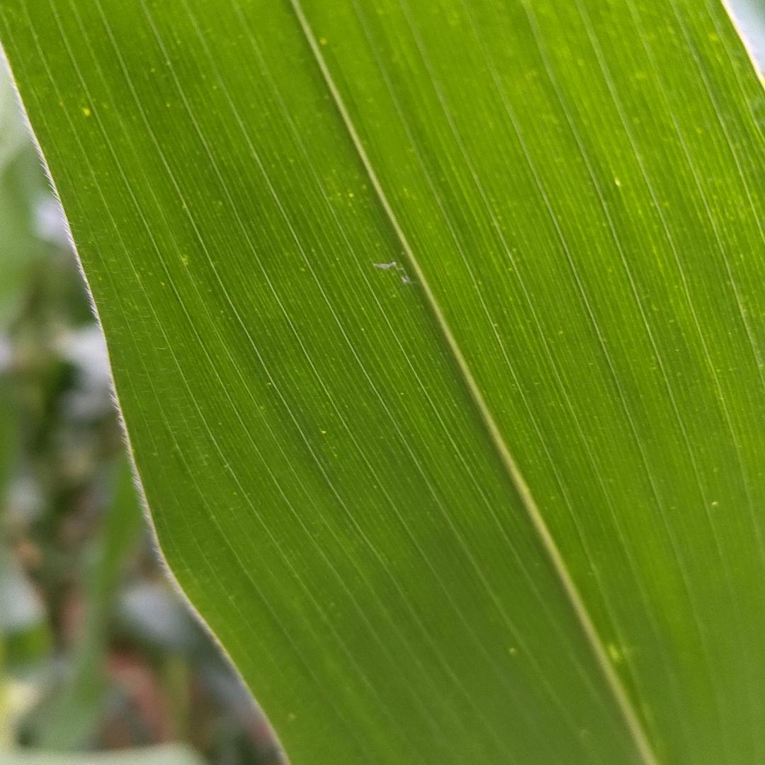 迷茫
