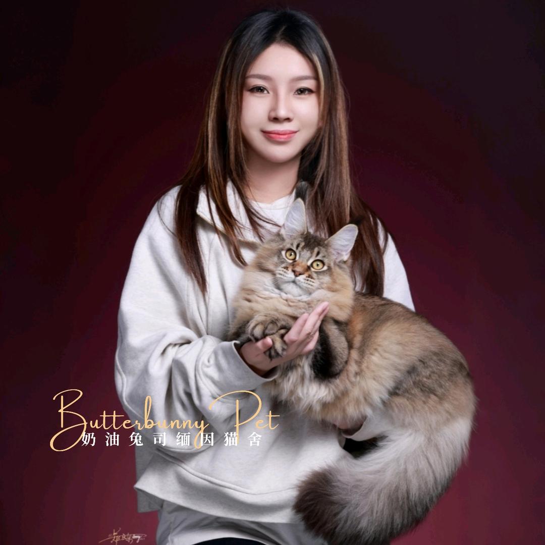 南宁ButterBunny缅因猫