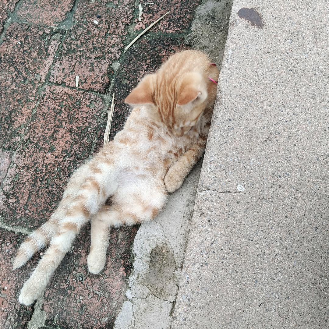 强哥夏洛莱养殖