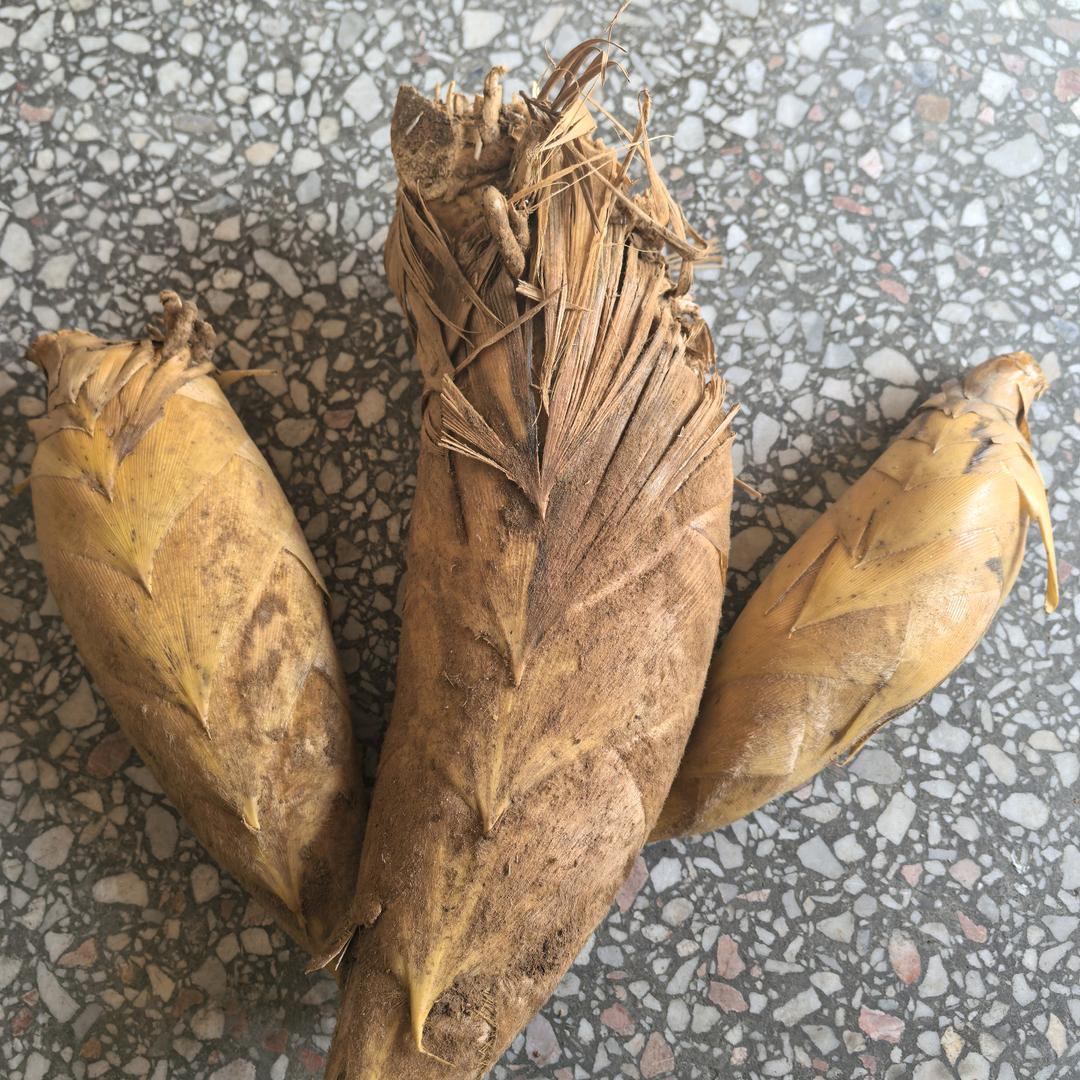 户外金根（挖笋版）