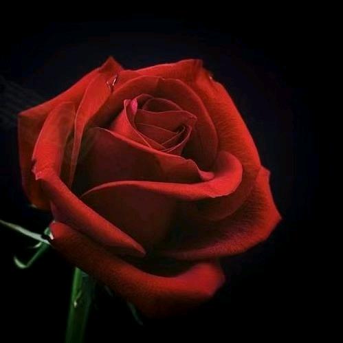 Z🌹