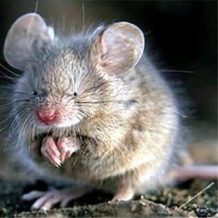 热心的老鼠市民-_-🐹🐭🐶🧠
