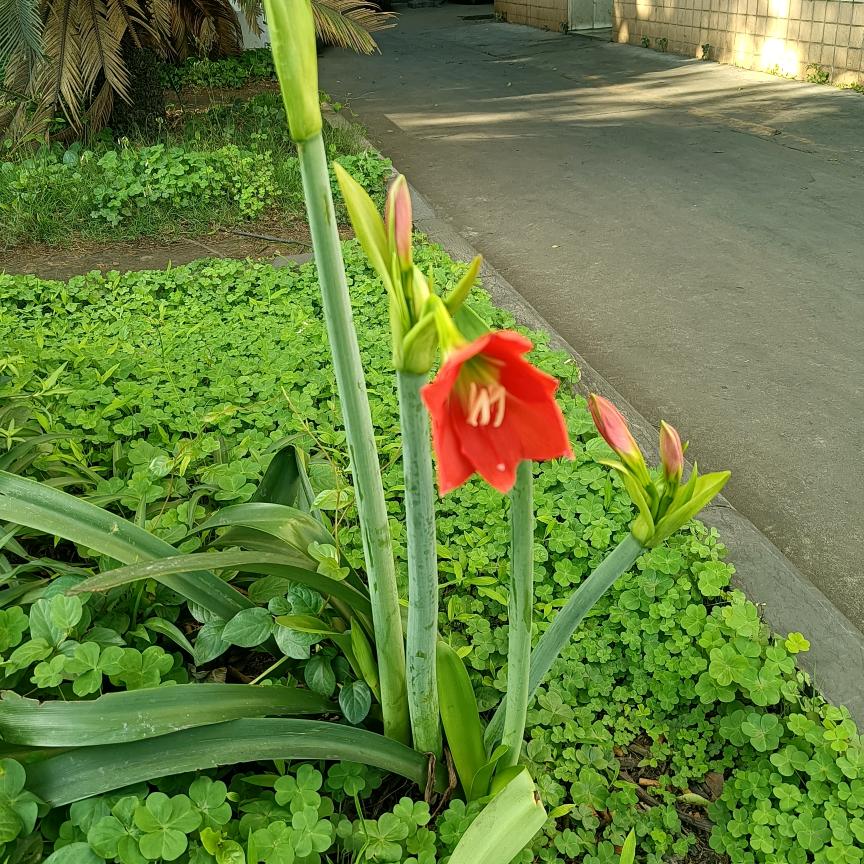 芯儿