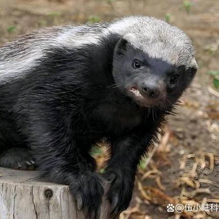 蜀山㊭平头哥$顺风车