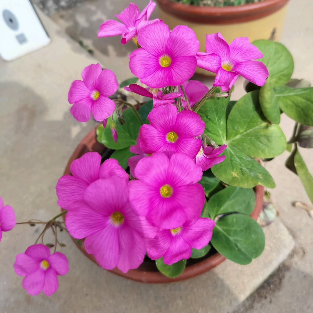 加加倍儿棒～（上午九点开播）