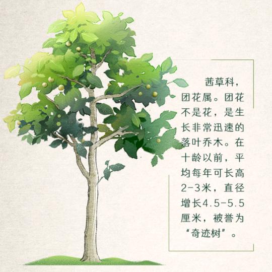 化蝶