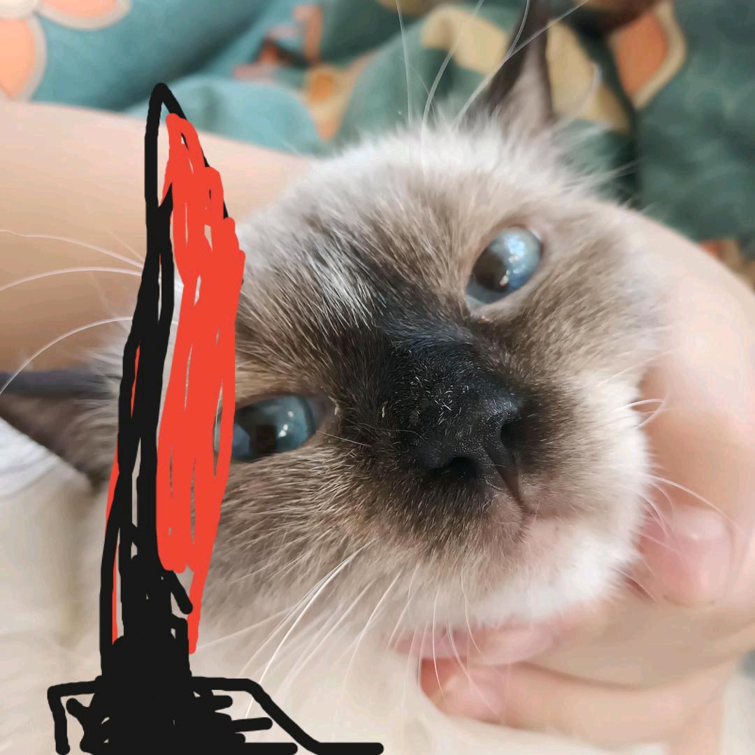 用户，一只聪明猫