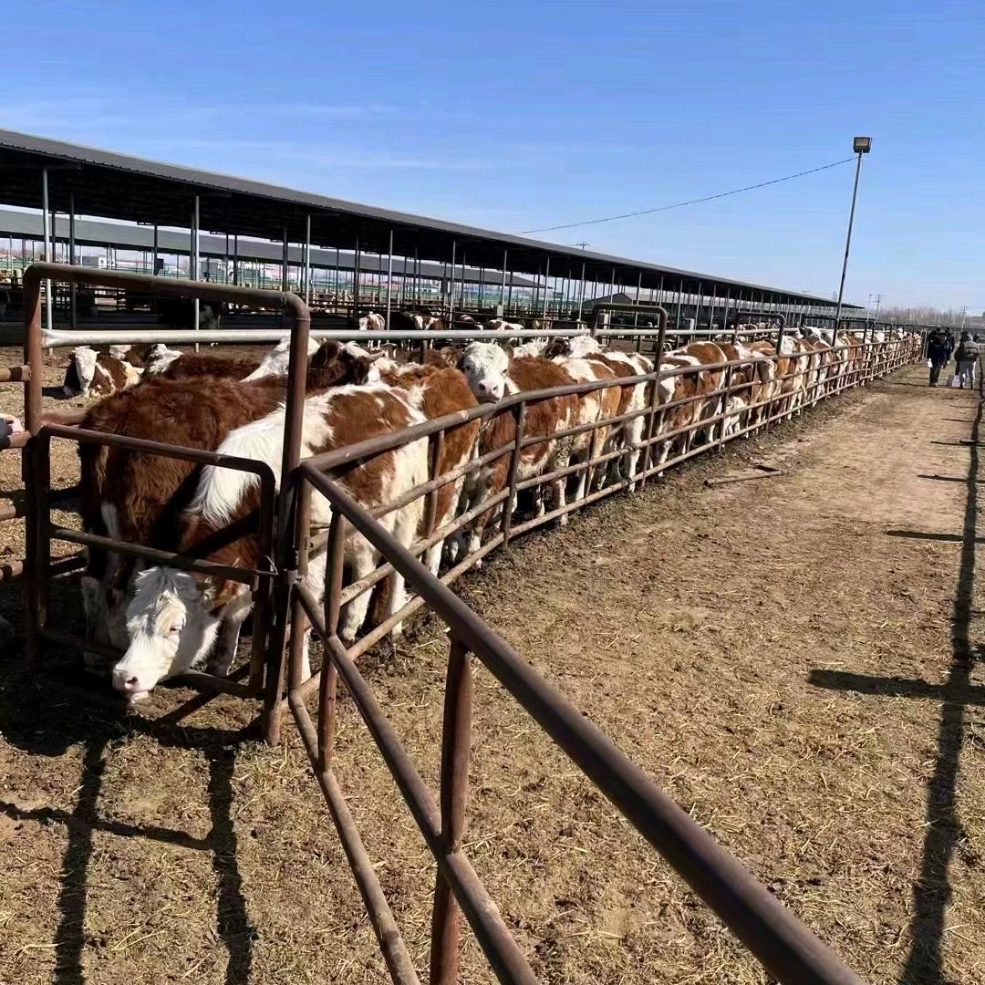 纳雍县肉牛养殖基地2