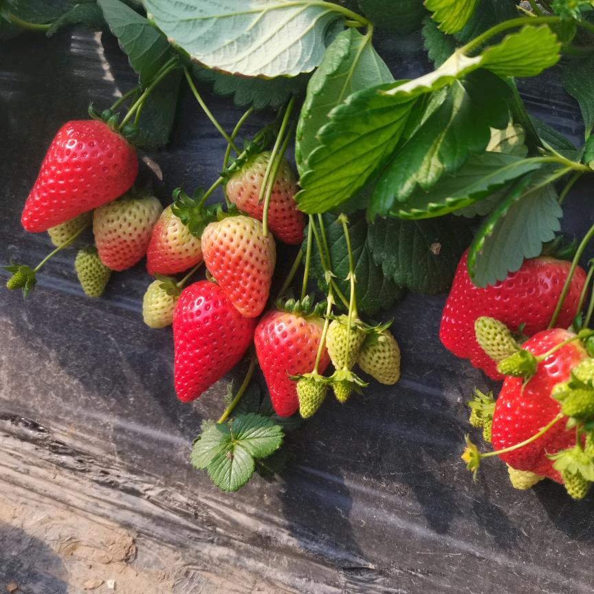 🍓多资🍓多财🍓